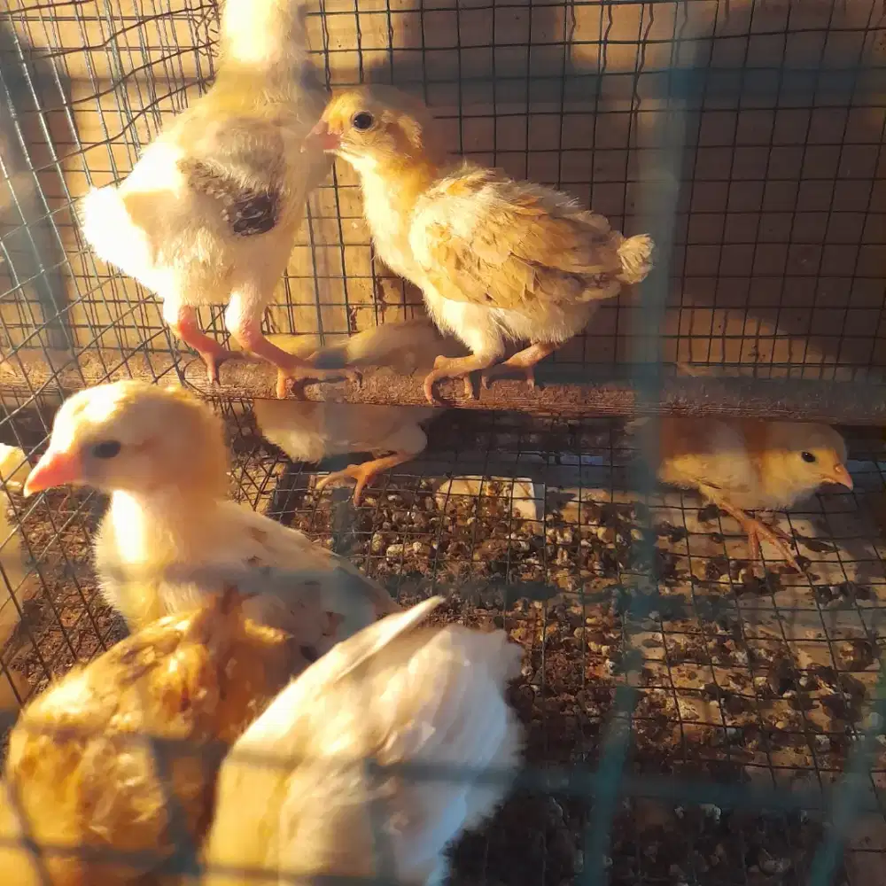 Ayam elba kampung petelur