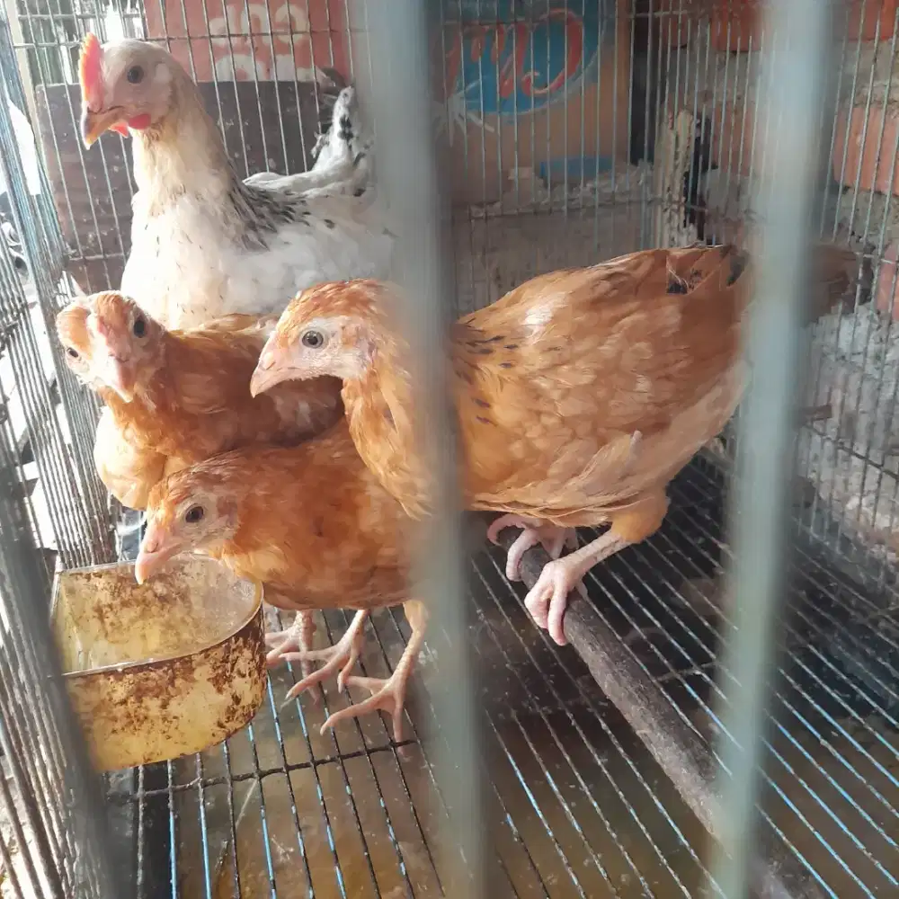 Ayam kampung petelur elba