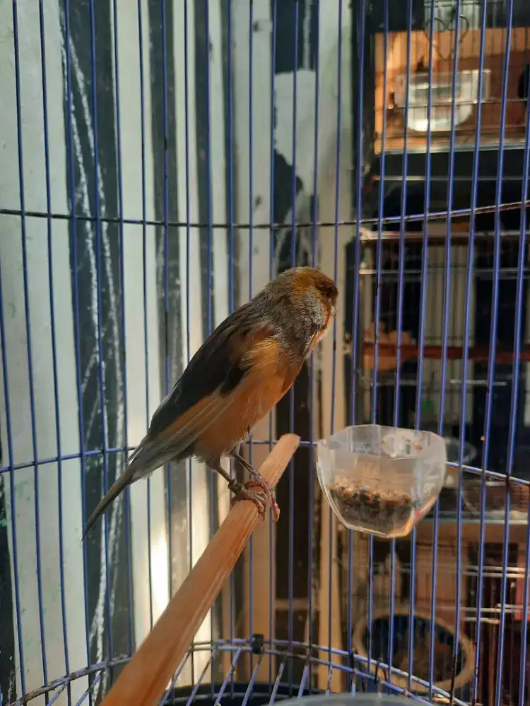 Kenari afs ring gacor usia mapan..