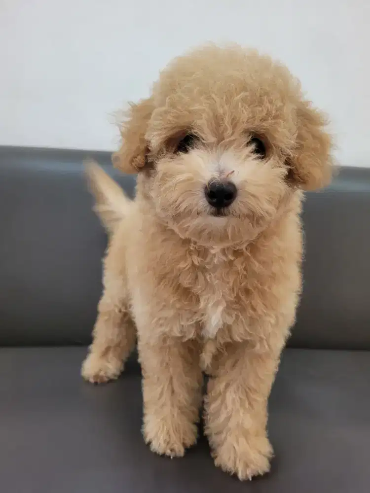 Anak anjing poodle