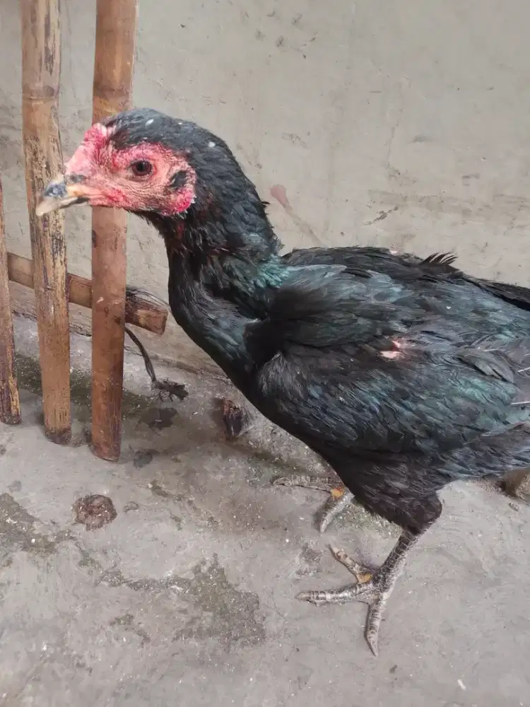 Pny cewean sdh produksi 1x body mantap jns Mangon minat wa