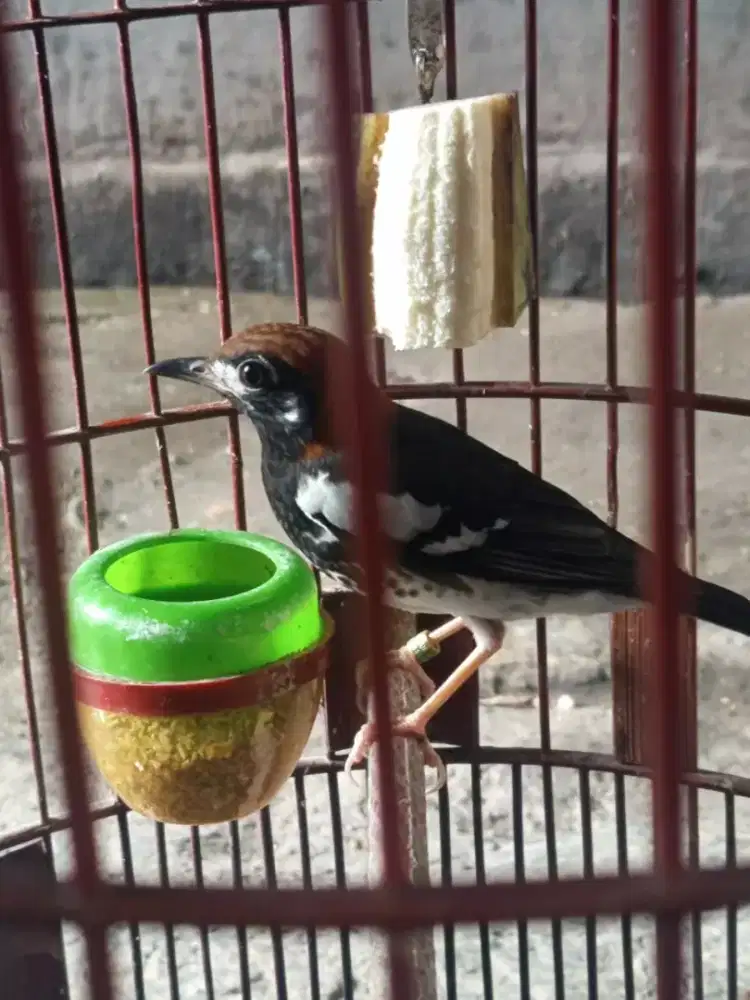 Burung anis kembang fullset
