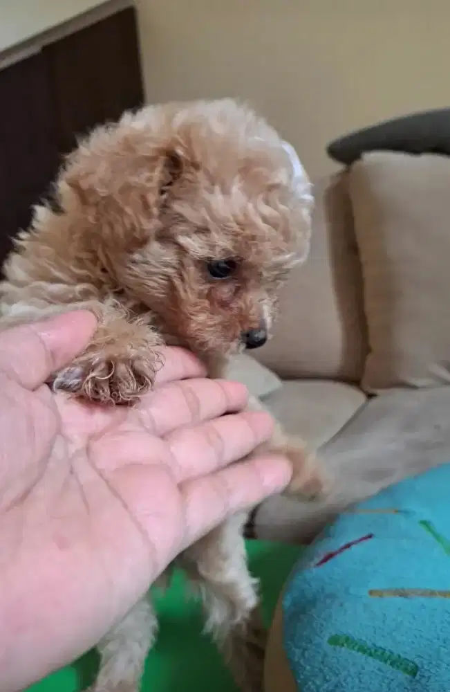 Dijual anakan anjing dari induk pudle dan pom