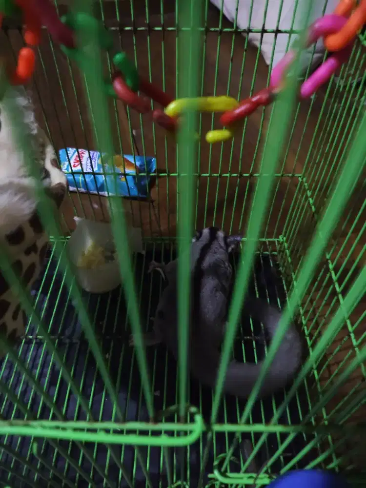 Sugar glider classic gray