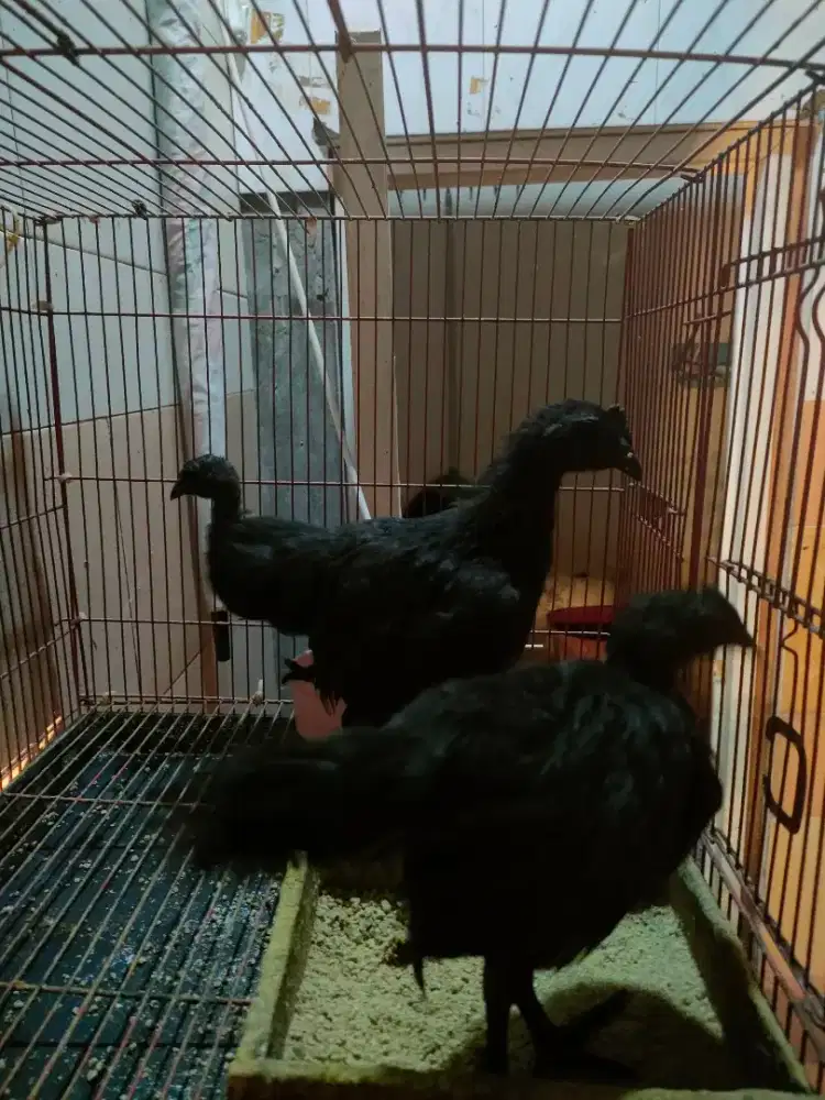 Ayam cemani lidah hitam tinggal jantan 3 ekor