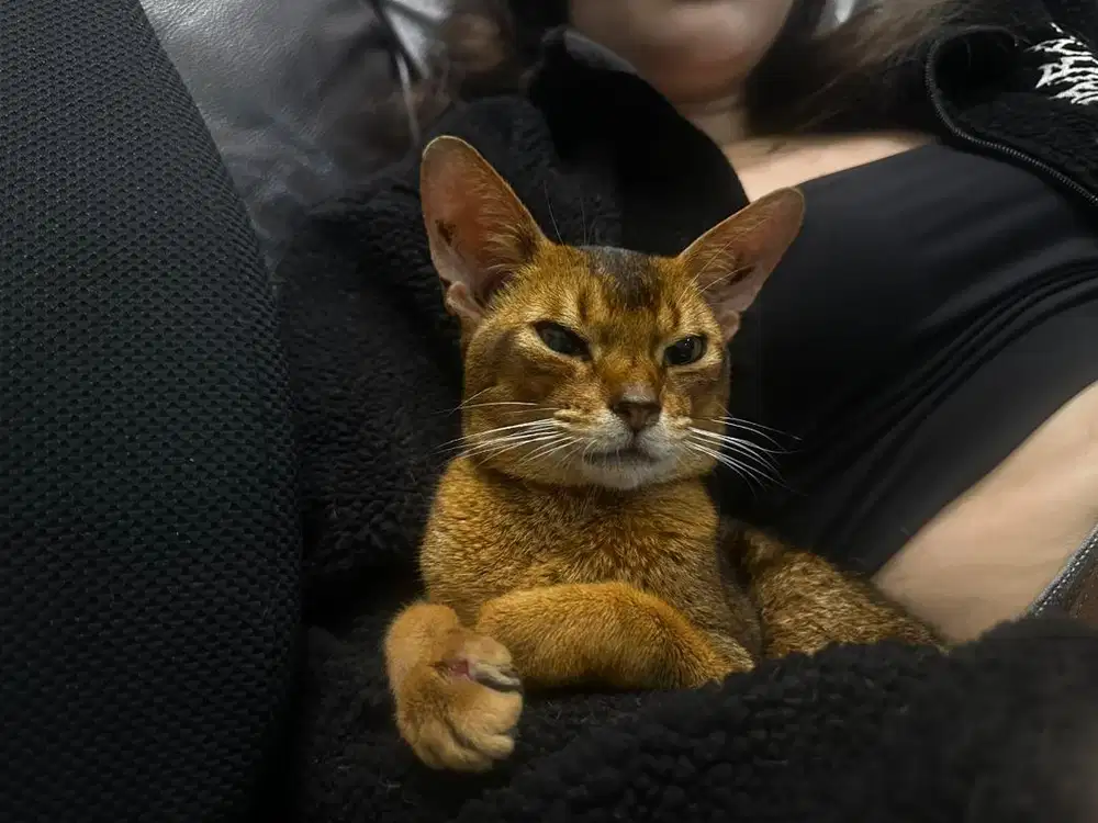 Dijual kucing abyssinian