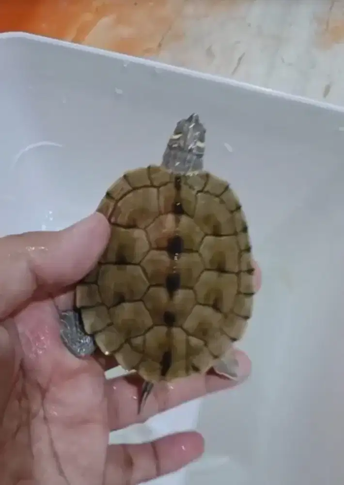 Kura map turtle jantan