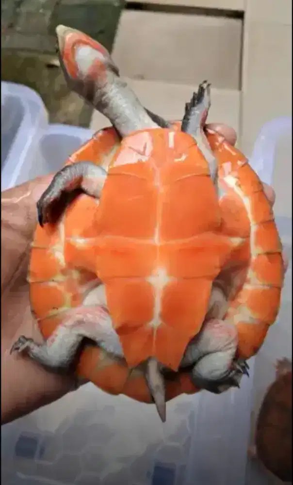 Kura dada merah pedas dewasa