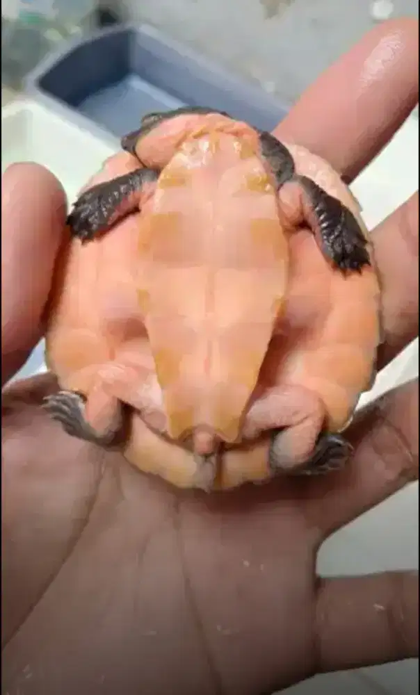 Kura dada pink sluitzle