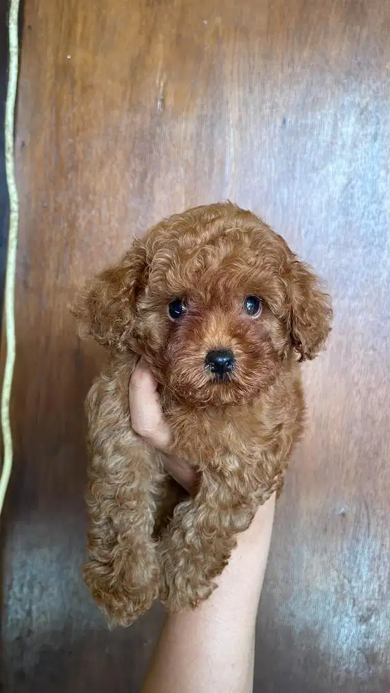 Red Toy Poodle Stambum Puppies