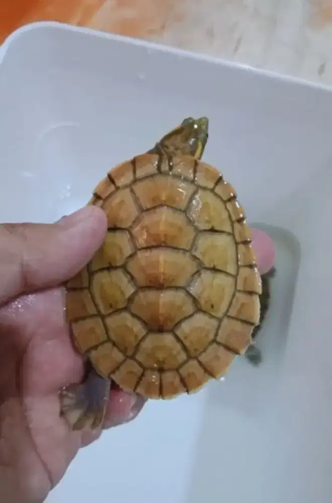 Kura dada pink cerah