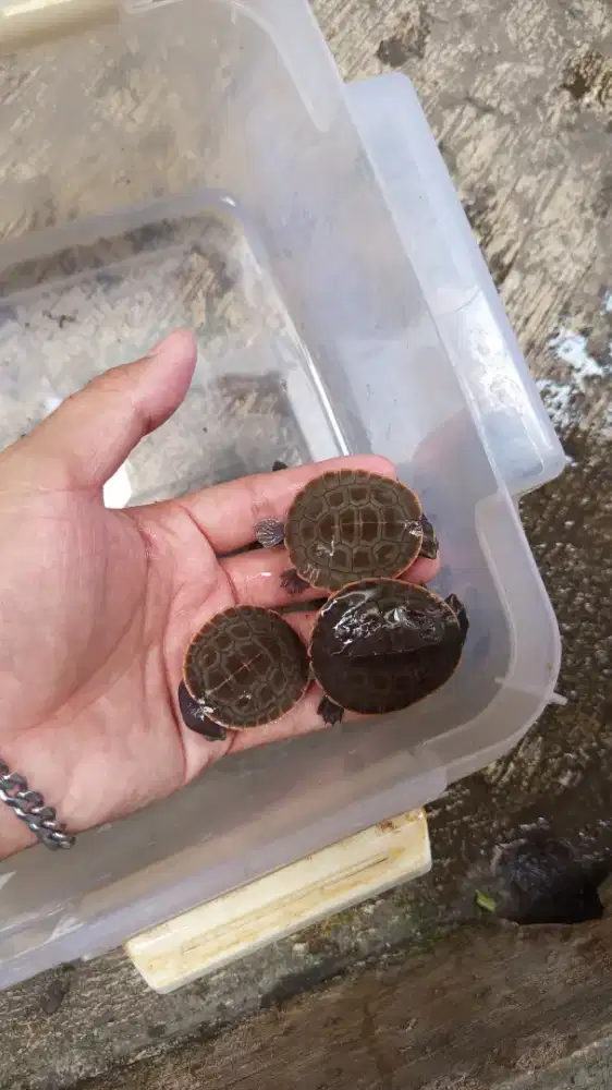 Kura dada merah cerah 5cm