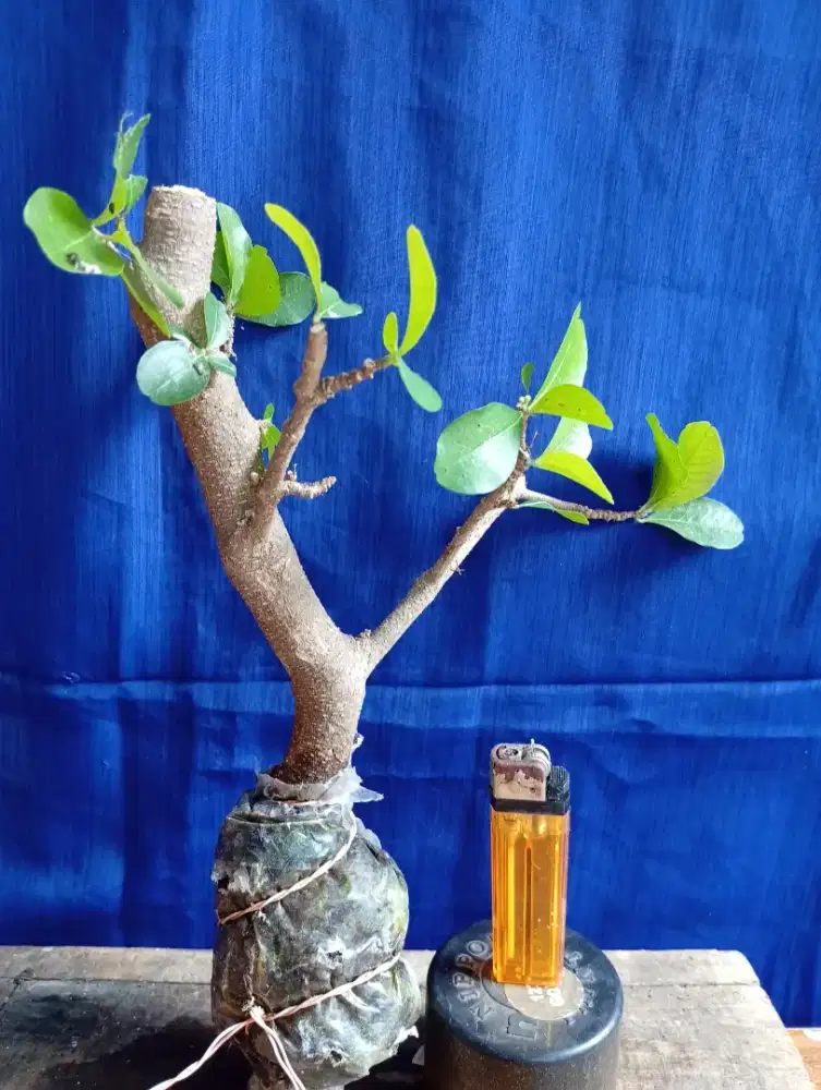 Bahan bonsai - sianci