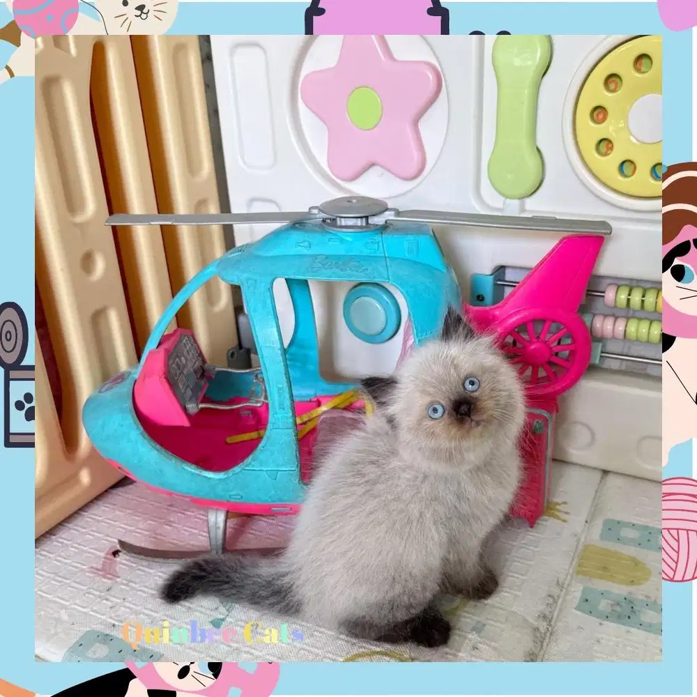 kucing Himalaya Seal Point Jantan Mata Biru