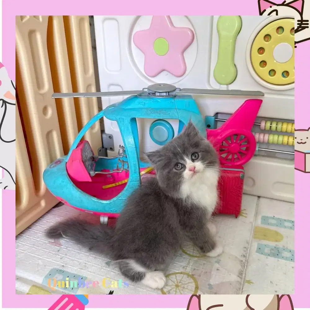 kucing Persia Flatnose Jantan Blue White / Abu Putih