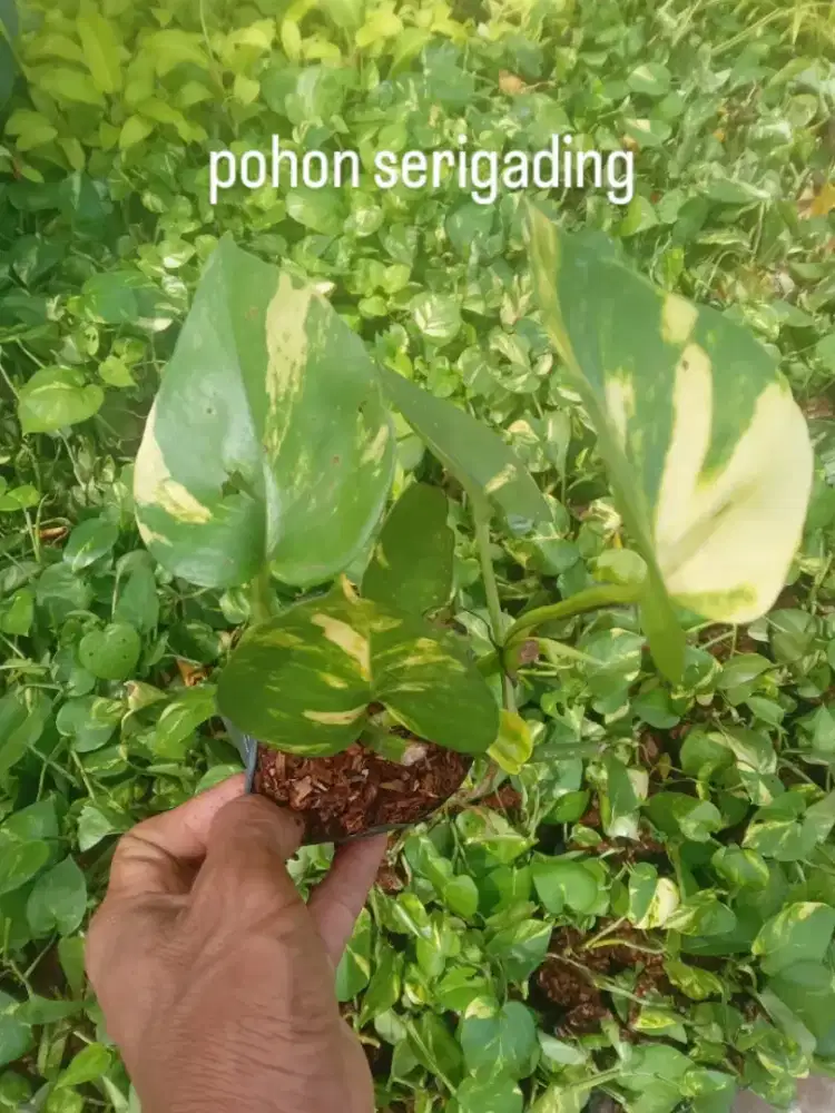 Pohon hias serigading hijau