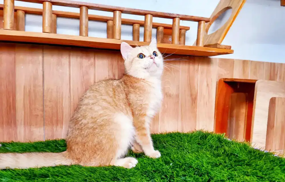 BSH PED WCF Golden dan bsh Blue