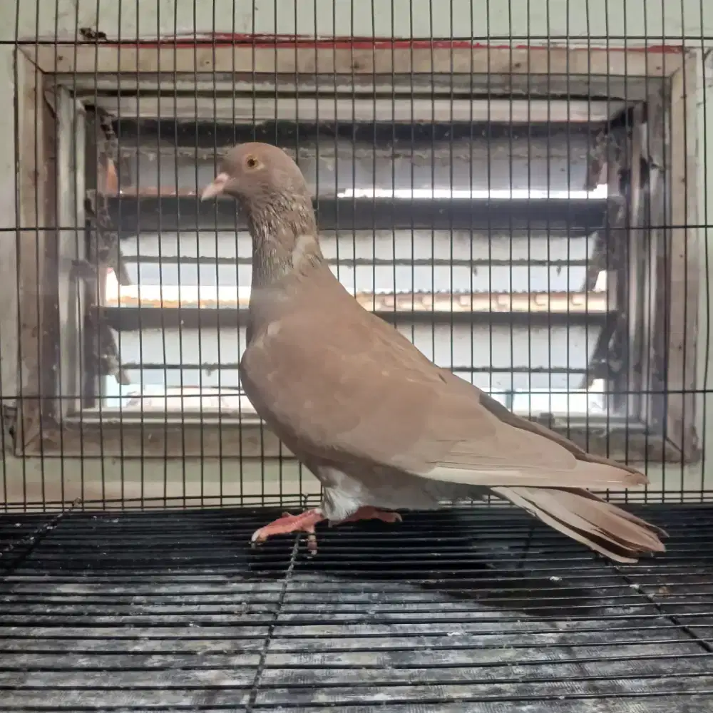 Burung Merpati Dara Trah Juara