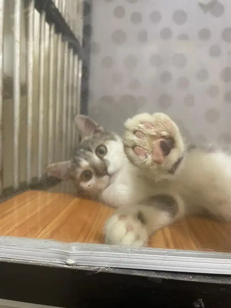 Kitten BSH mix jantan