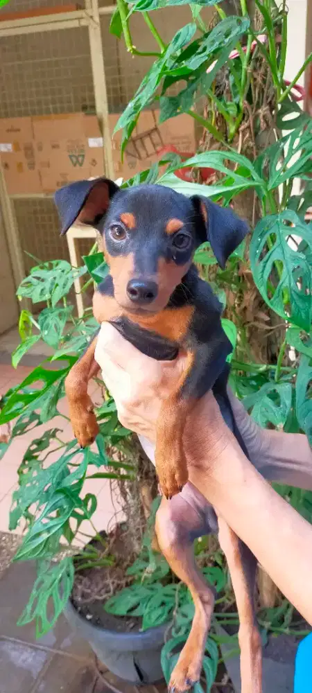 Jual anakan anjing Mini Pincher Pinscher
