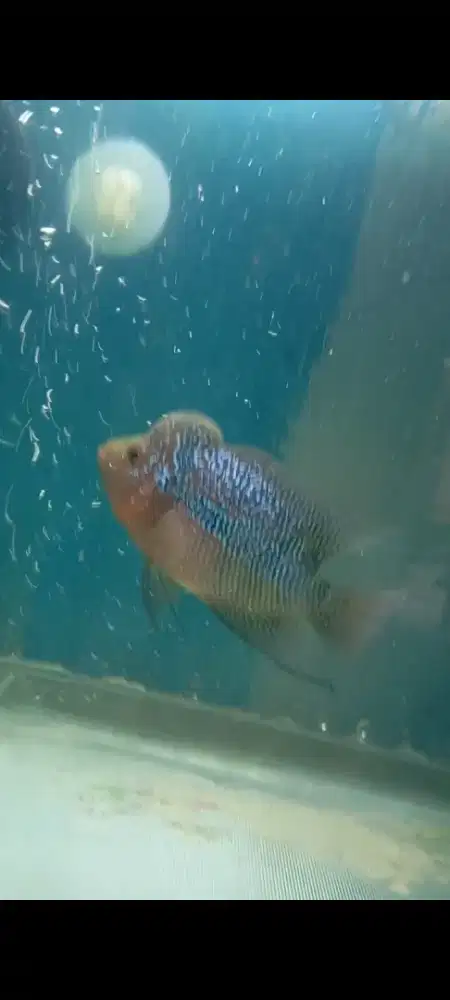 Ikan louhan srd. Cencu