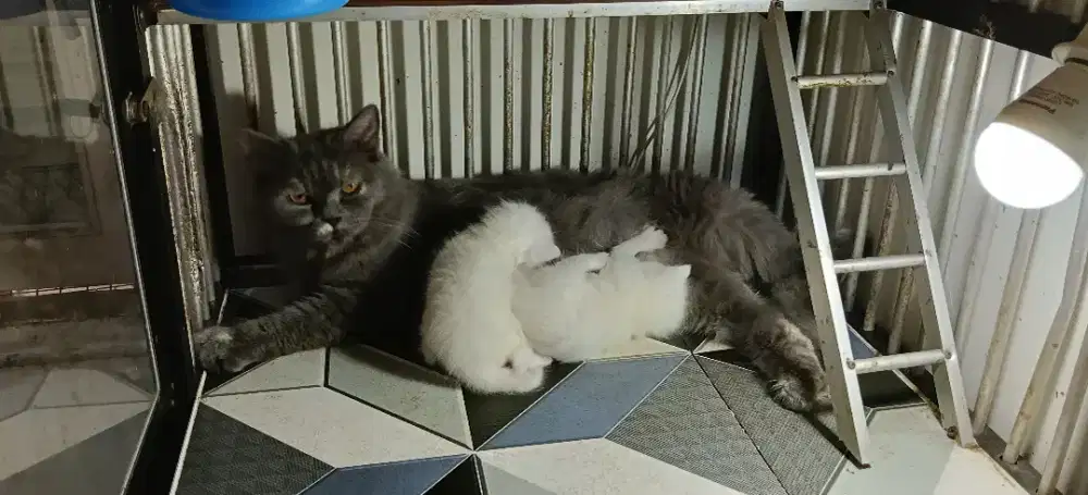 Lepas Adopt Persia Abu