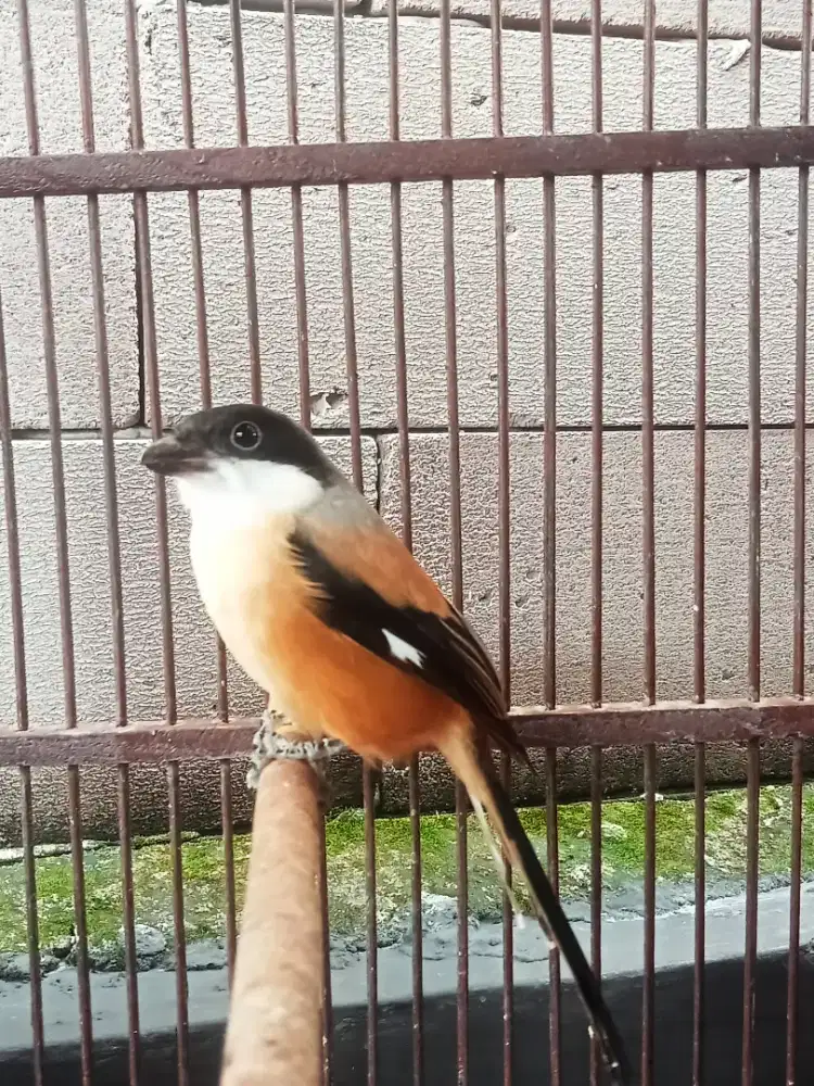 Dijual burung pentet