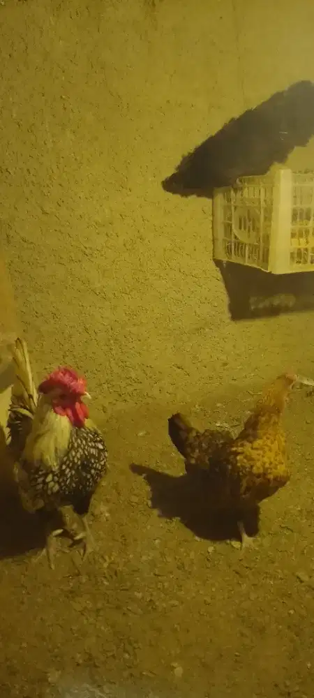 Telor fertil ayam batik