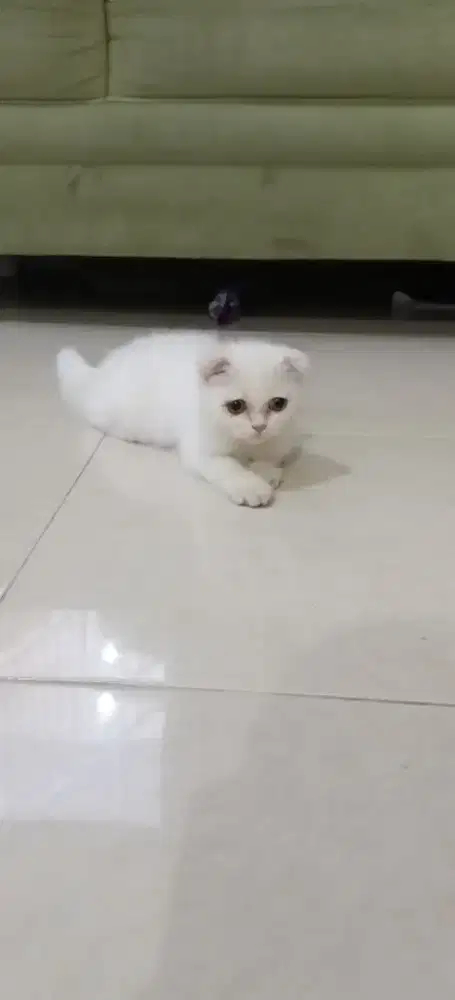 Scottish Fold Jantan
