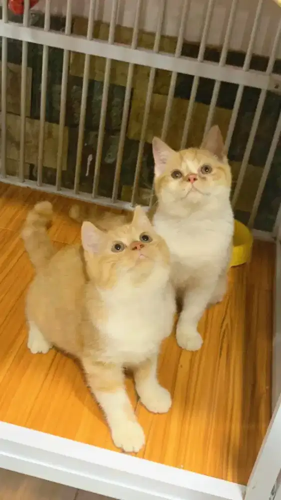 Kitten MC mix BSH jantan 3,5bln NS