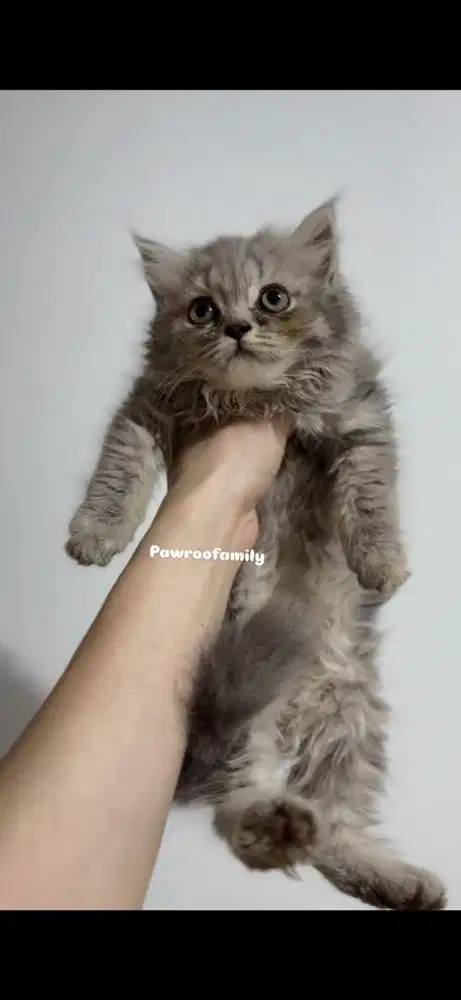 Scottish Straight Fluffy Hair keturunan BSH Scottish Fold