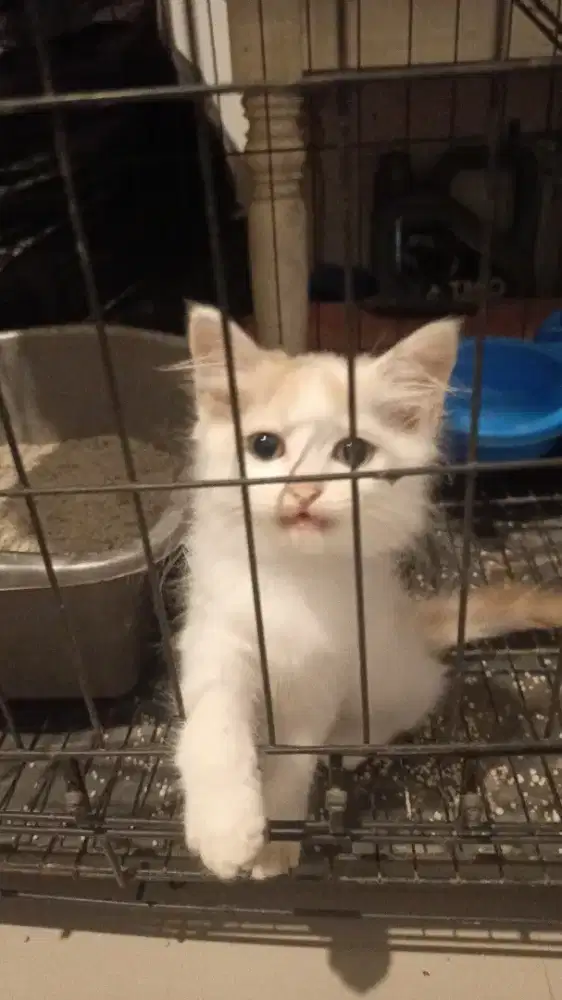 Kucing 2 anak usia jln 3 bln dan indukanya(ganti makan aja 500k)