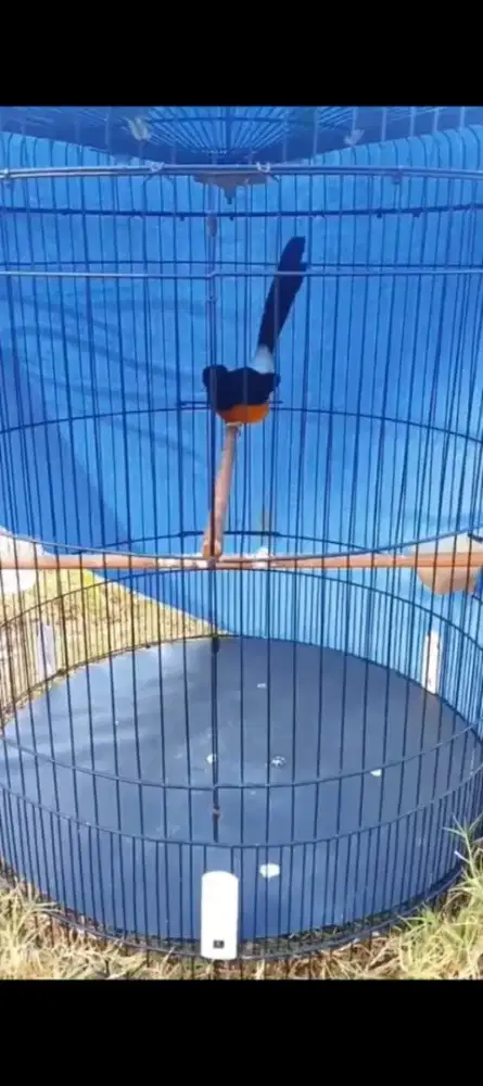 Murai Borneo ON gacor rajin full gembung