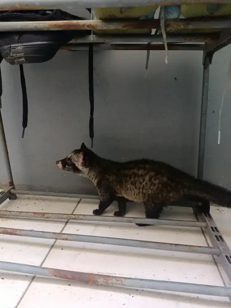 Muspan betina 3bulan Jinak