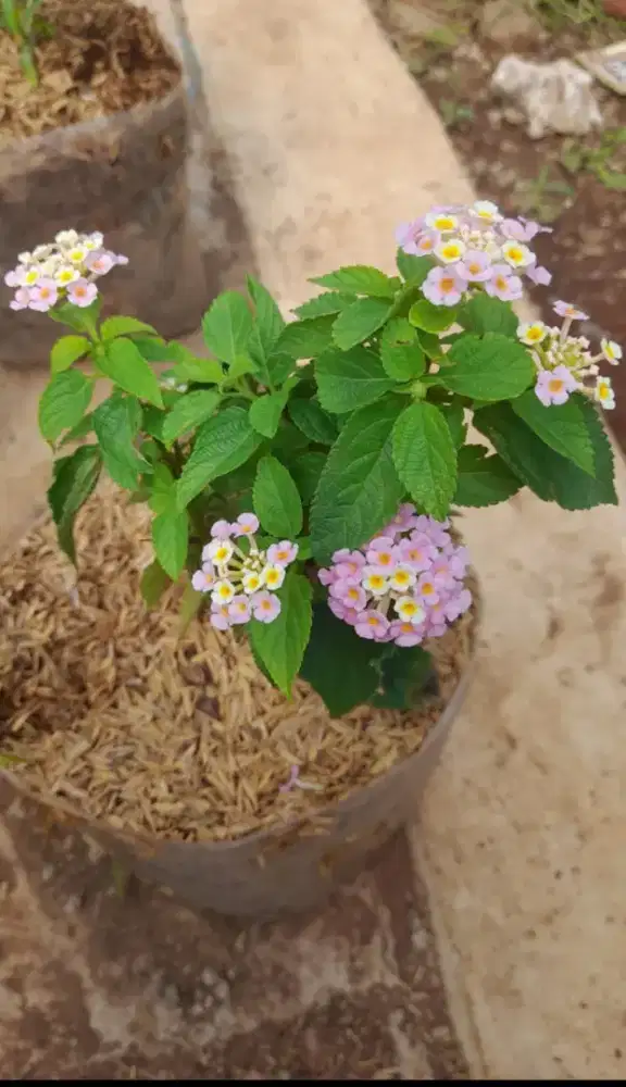 Pohon hias lantana