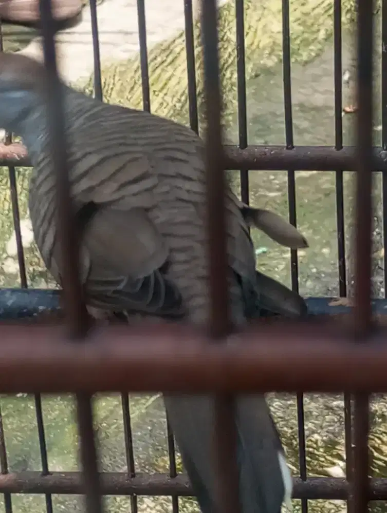 Burung perkutut katuranggan