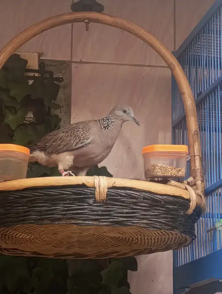 Tekukur alam kuk 3  langka