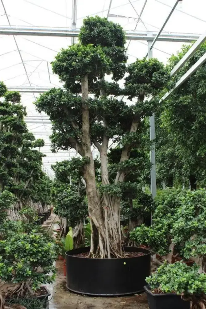 Bonsai beringin Korea dll