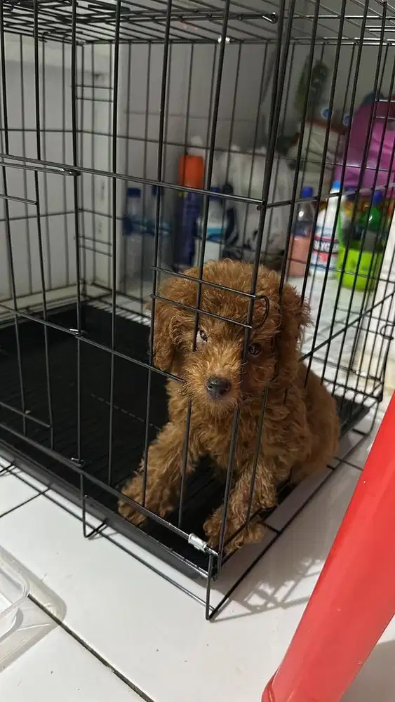 Poodle ( Vaksin + Kandang )