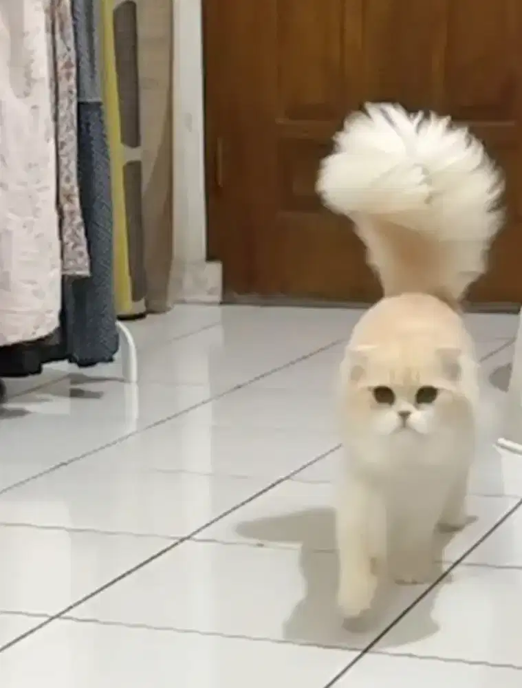 kucing scottish fold #kucinglucu