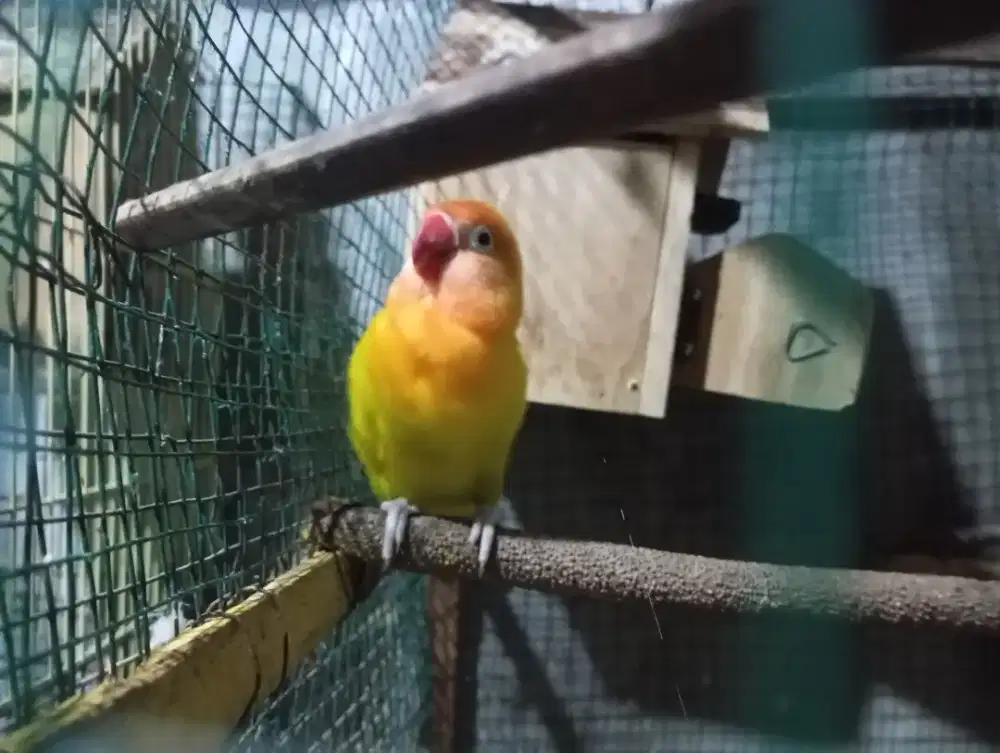 Love bird kuning