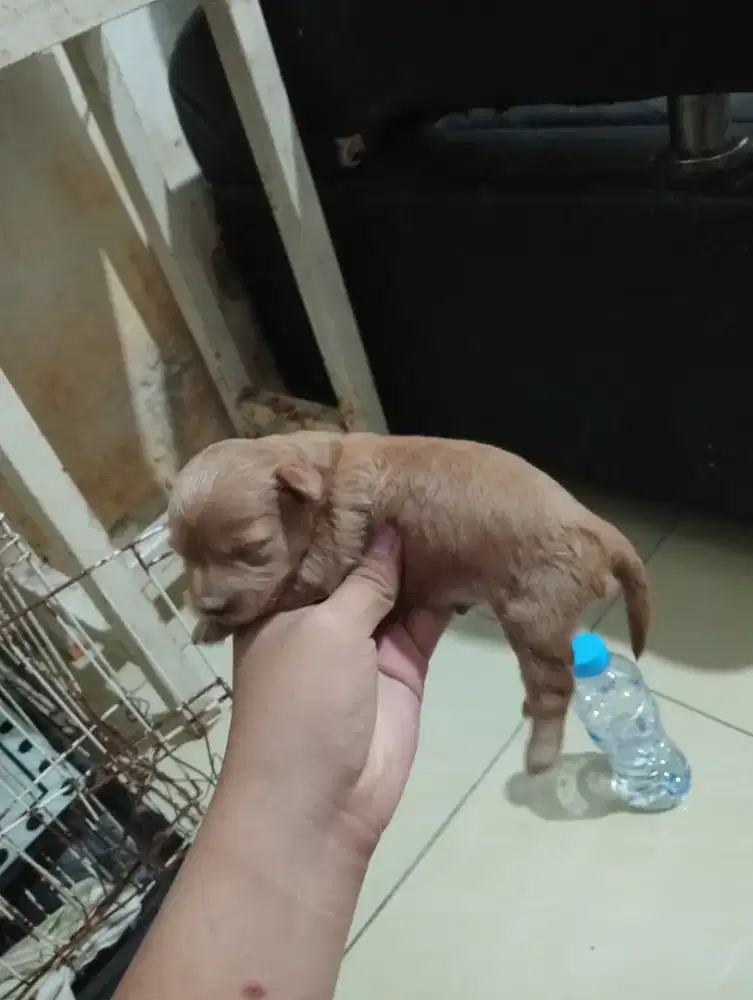 Mix poodle jantan yang banyak bulu