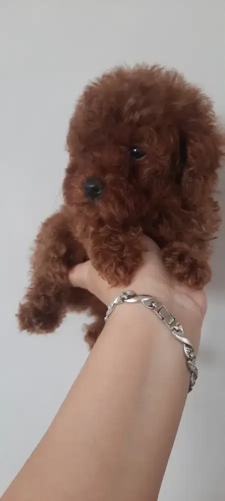 Poodle anakan 2 bulan
