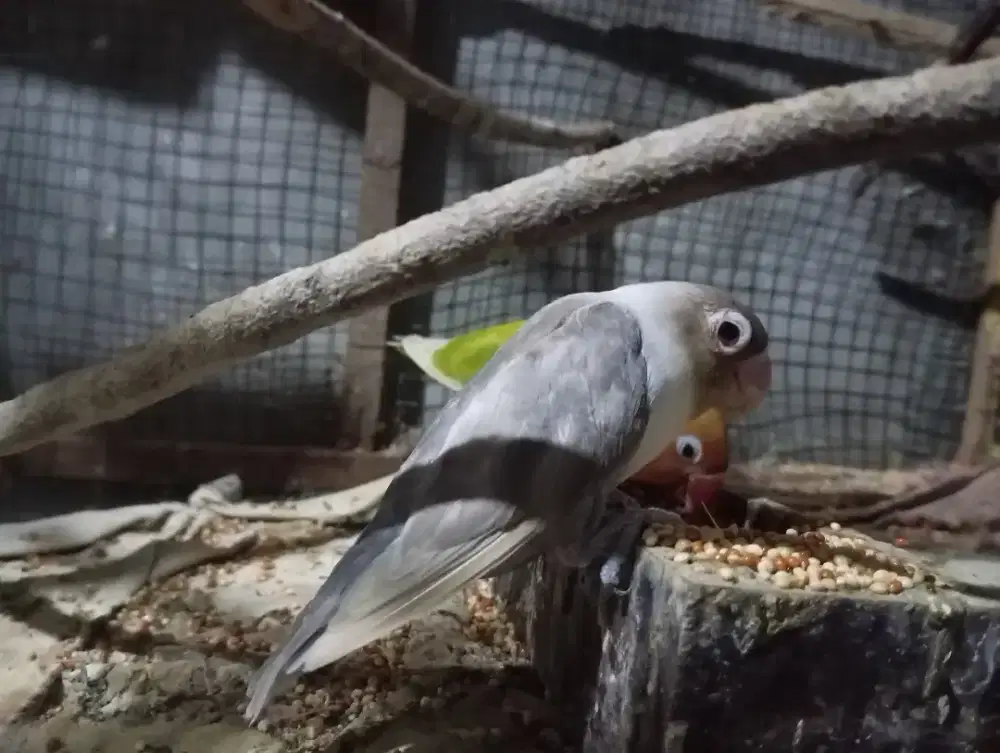 Love bird abu abu jantan