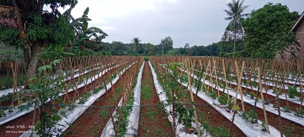 Dijual Tanah 1.198 m2 Pinggir Jalan Desa Kali Bungur Pesawaran