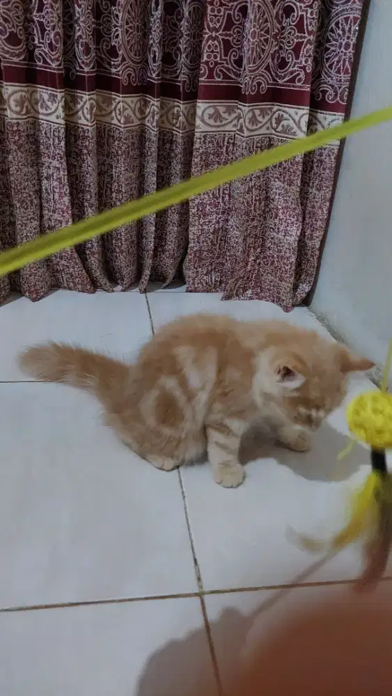 Kitten (Anak Kucing) Persia Bigbone Oren Marble, Jantan, Umur 4 Bulan