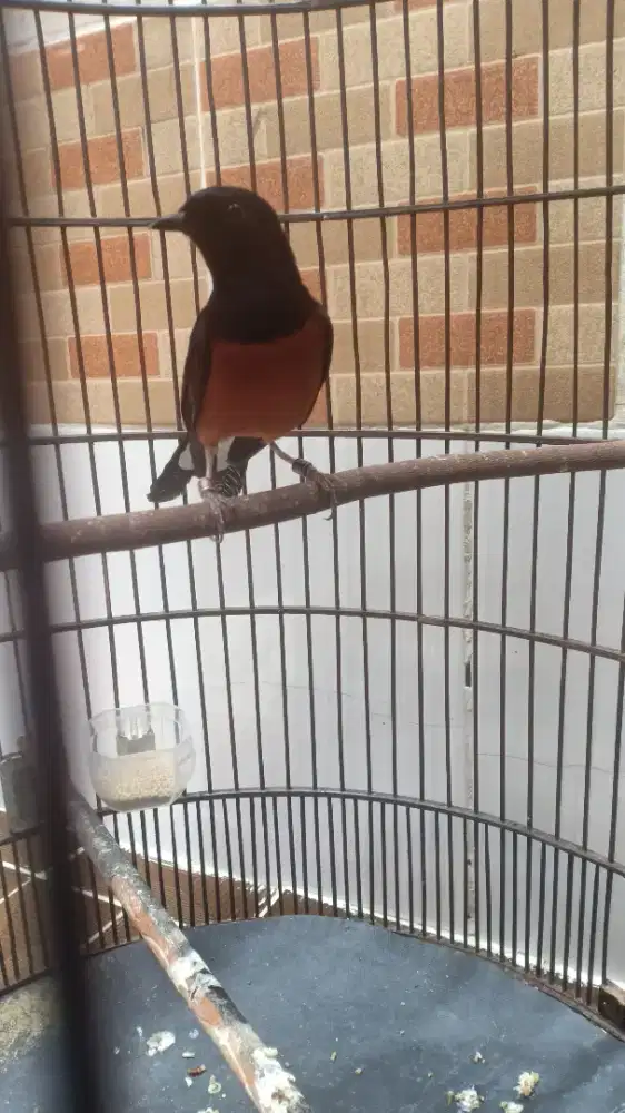 Murai patol gacorr full