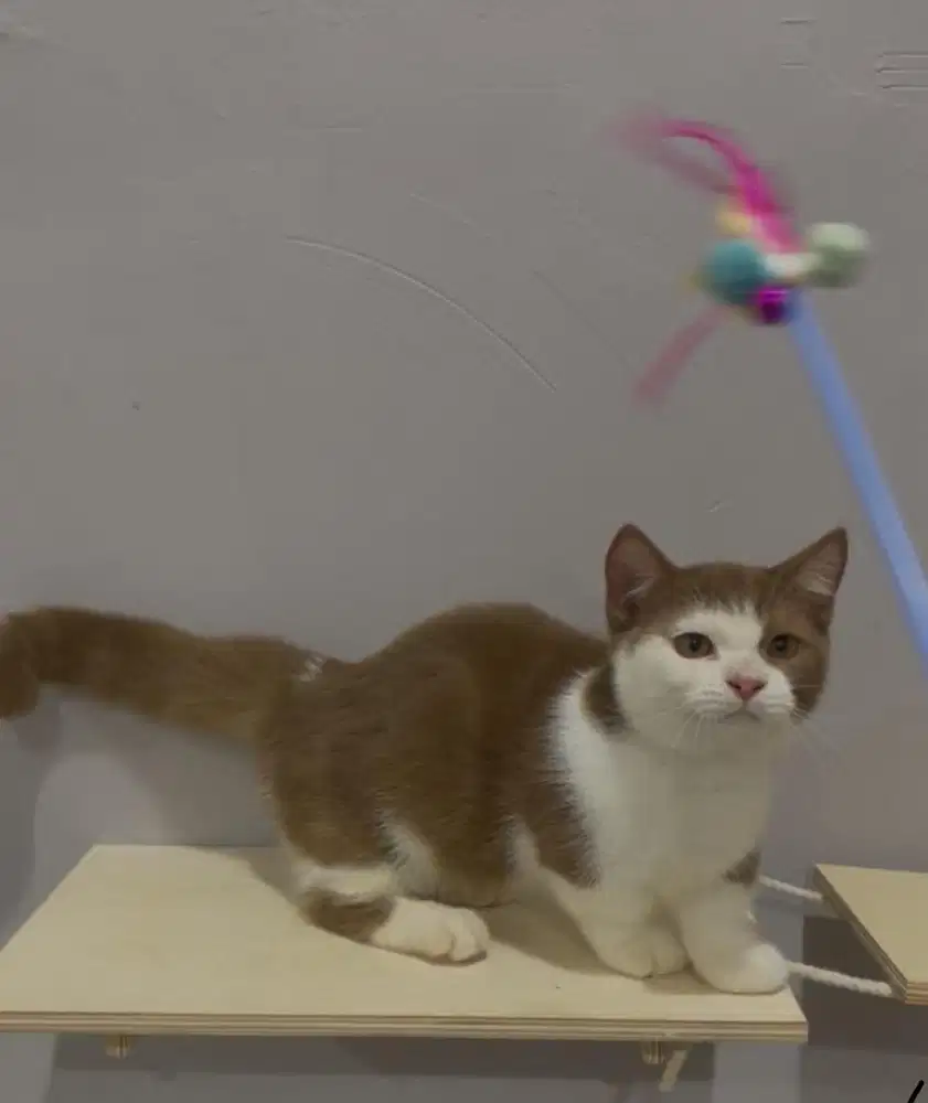 Cinnamon munchkin jantan