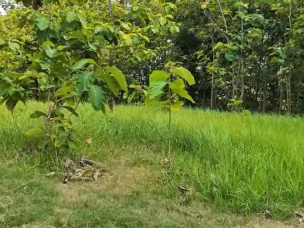 Murah, kebun jati datar SHM