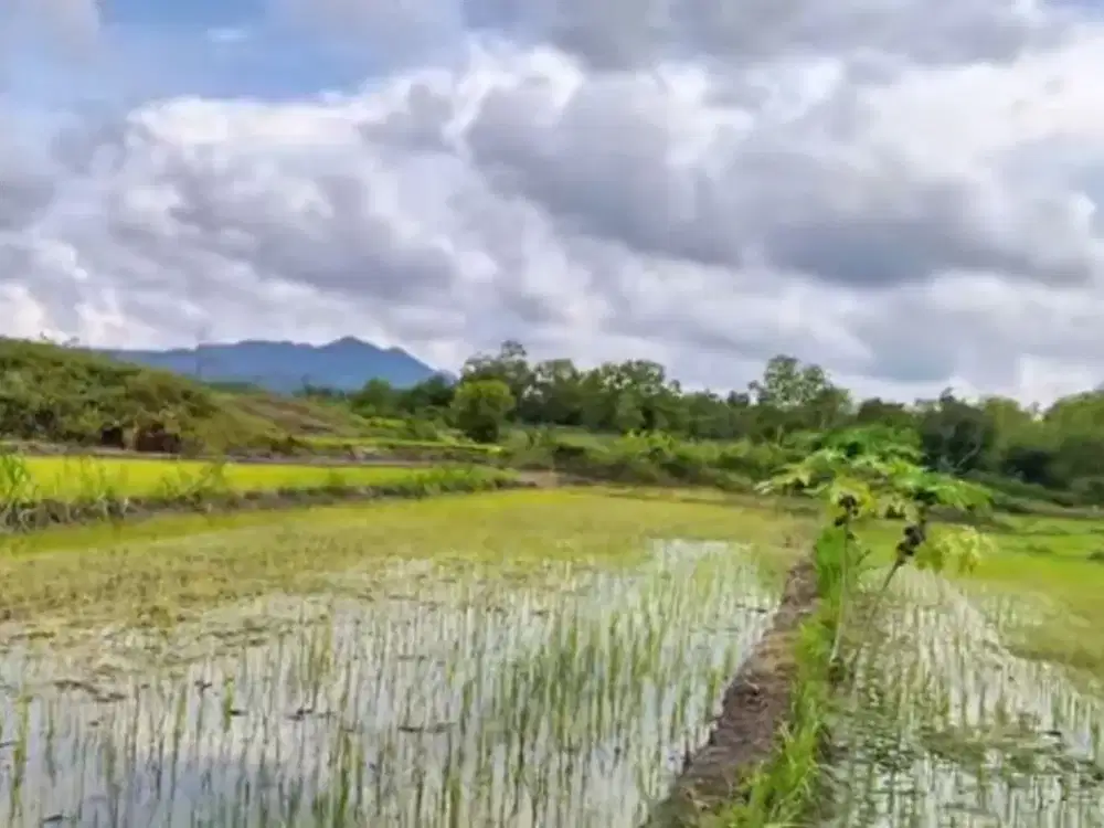 Murah, Tanah Sawah View Bagus
